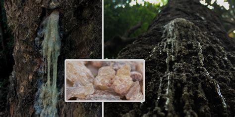 almaciga wood|Almaciga Philippines .